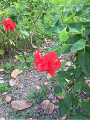 Hibiscus rosa-sinensis