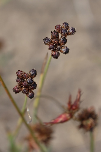Juncus falcatus, photograph 6