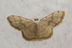 Idaea craspedota