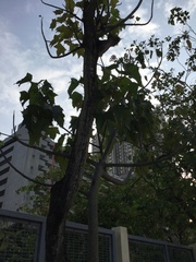 Magnoliopsida