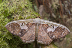 Zythos avellanea