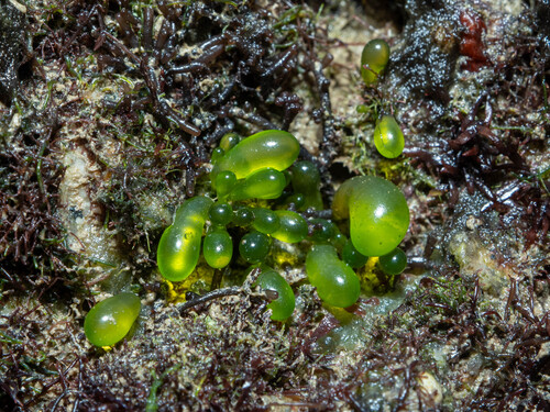 Boergesenia forbesii observed 2025-08-25