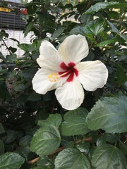 Hibiscus rosa-sinensis
