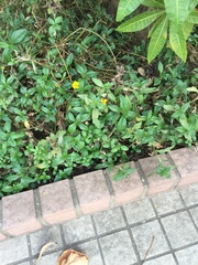 Sphagneticola calendulacea