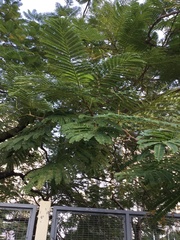 Delonix regia