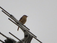 Phoenicurus auroreus
