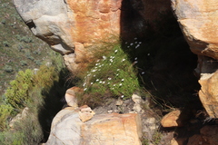 Dimorphotheca acutifolia