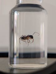 Camponotus