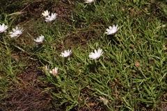 Dimorphotheca acutifolia