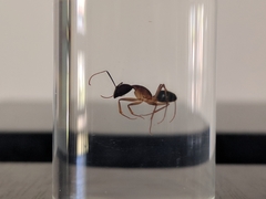 Camponotus