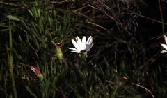 Dimorphotheca acutifolia