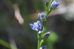 Thelymitra aemula