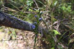 Thelymitra aemula