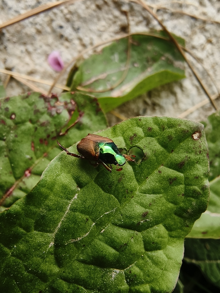 Popillia nitida