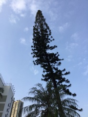 Araucaria