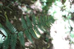 Polystichum neozelandicum neozelandicum