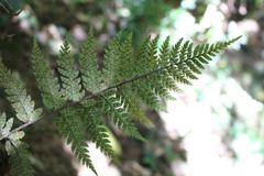 Polystichum neozelandicum neozelandicum