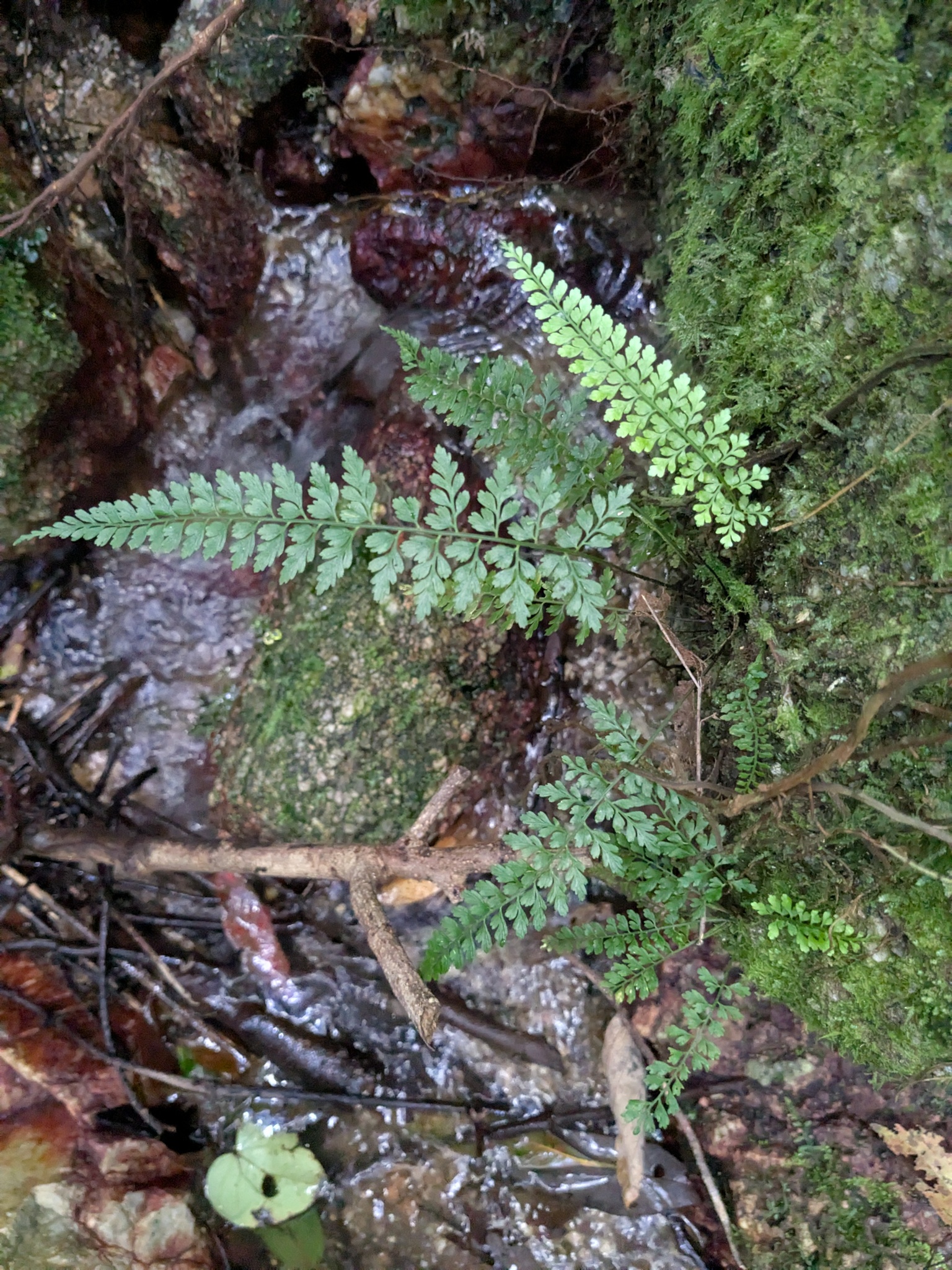 Asplenium baileyanum 2