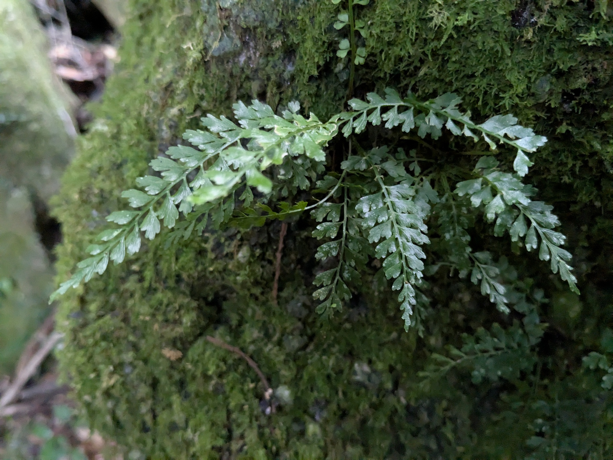 Asplenium baileyanum