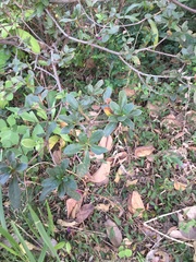 Rhododendron