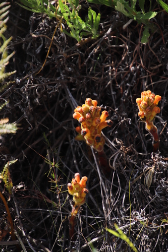Image of Harveya squamosa by (c) Tony Rebelo, some rights reserved (CC BY-SA)