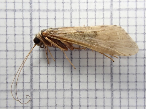 Hydropsyche siltalai