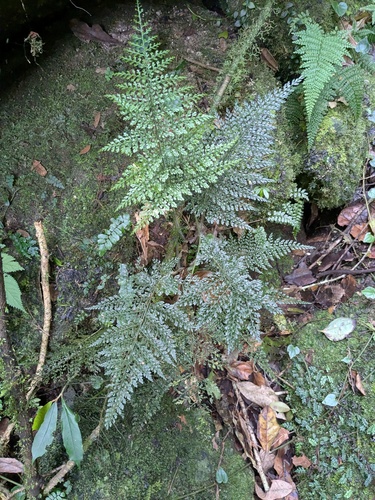 Lastreopsis tripinnata observed 2025-08-16
