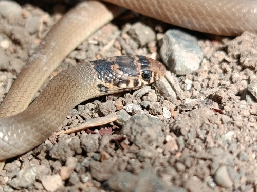 Photo of a Levantine Dwarf Snake (Eirenis levantinus)