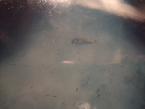 Doublebar Rabbitfish (Siganus virgatus)