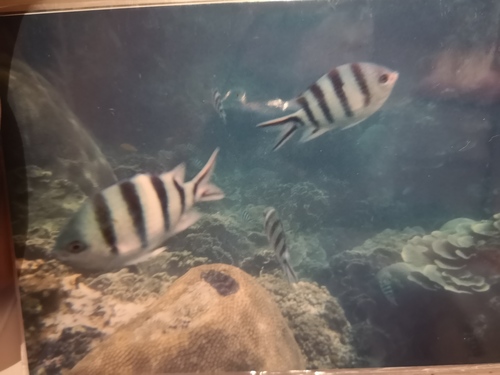Scissortail Sergeant (Abudefduf sexfasciatus)