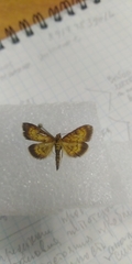 Ecpyrrhorrhoe rubiginalis