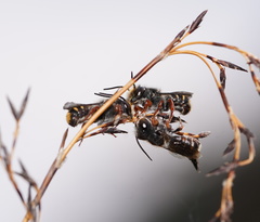 Megachile leucopyga