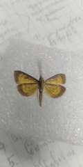 Ecpyrrhorrhoe rubiginalis