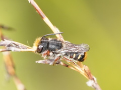 Megachile leucopyga