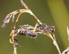 Megachile leucopyga
