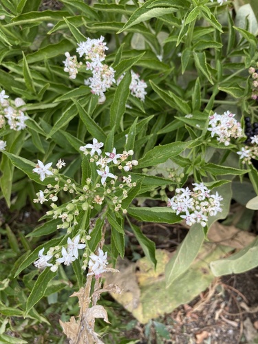 Dwarf Elder
