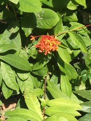 Ixora