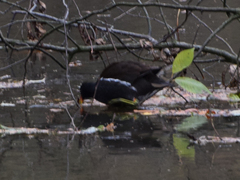 Gallinula chloropus