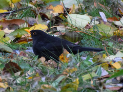 Turdus merula