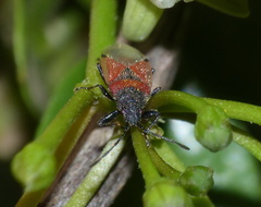 Oxycarenus annulipes