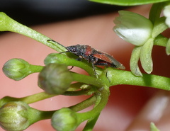 Oxycarenus annulipes