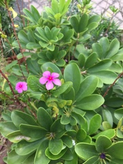 Catharanthus roseus