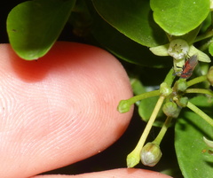 Oxycarenus annulipes