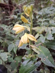 Calanthe woodfordii, photograph CaracalShan, CC BY, iNaturalist via GBIF