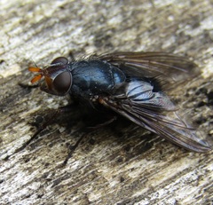 Tachineo clarkii