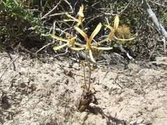 Pelargonium sabulosum