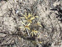 Pelargonium sabulosum