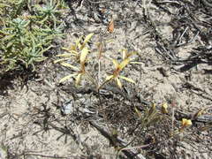 Pelargonium sabulosum