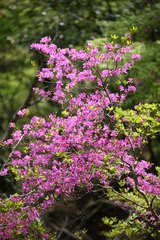 Rhododendron wadanum