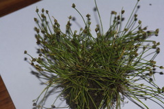Isolepis setacea